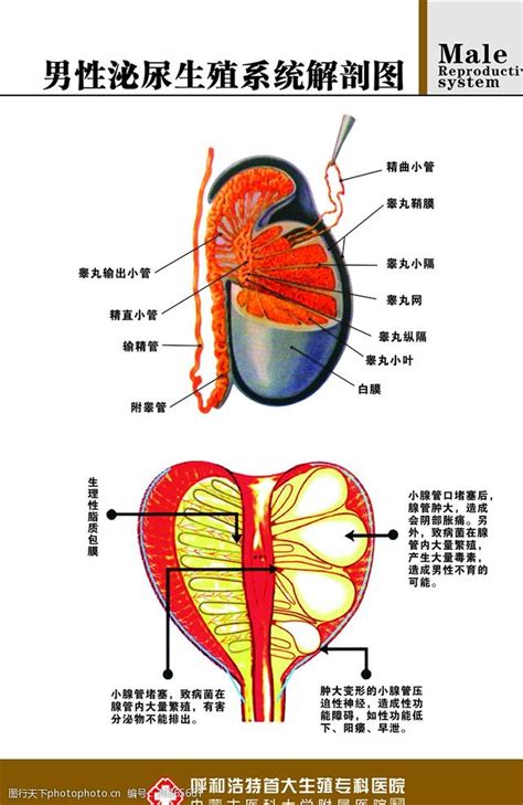 男性 生殖器官